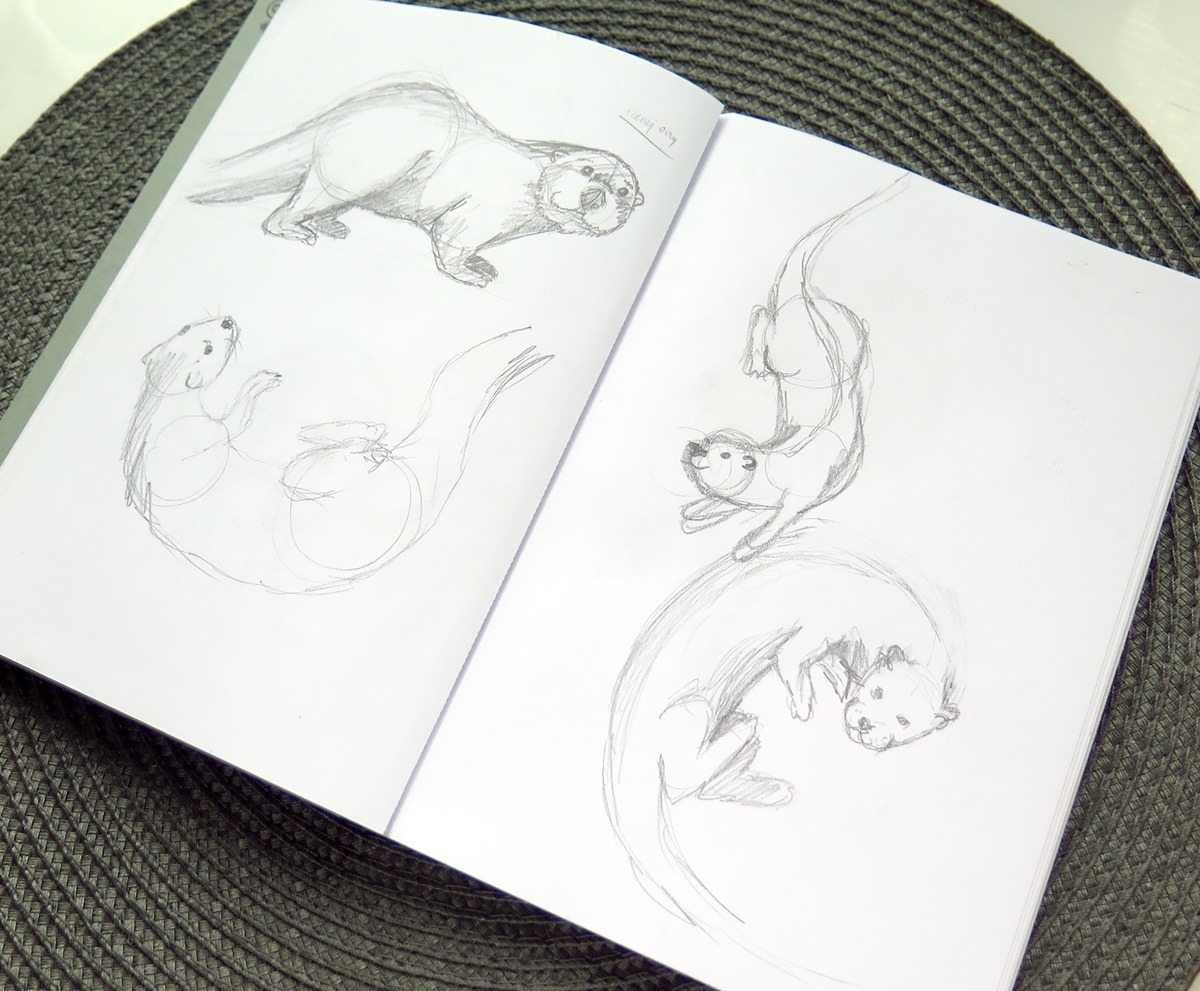 szkicownik szkice ołówkiem rysunki wydry zwierzęta jak rysować