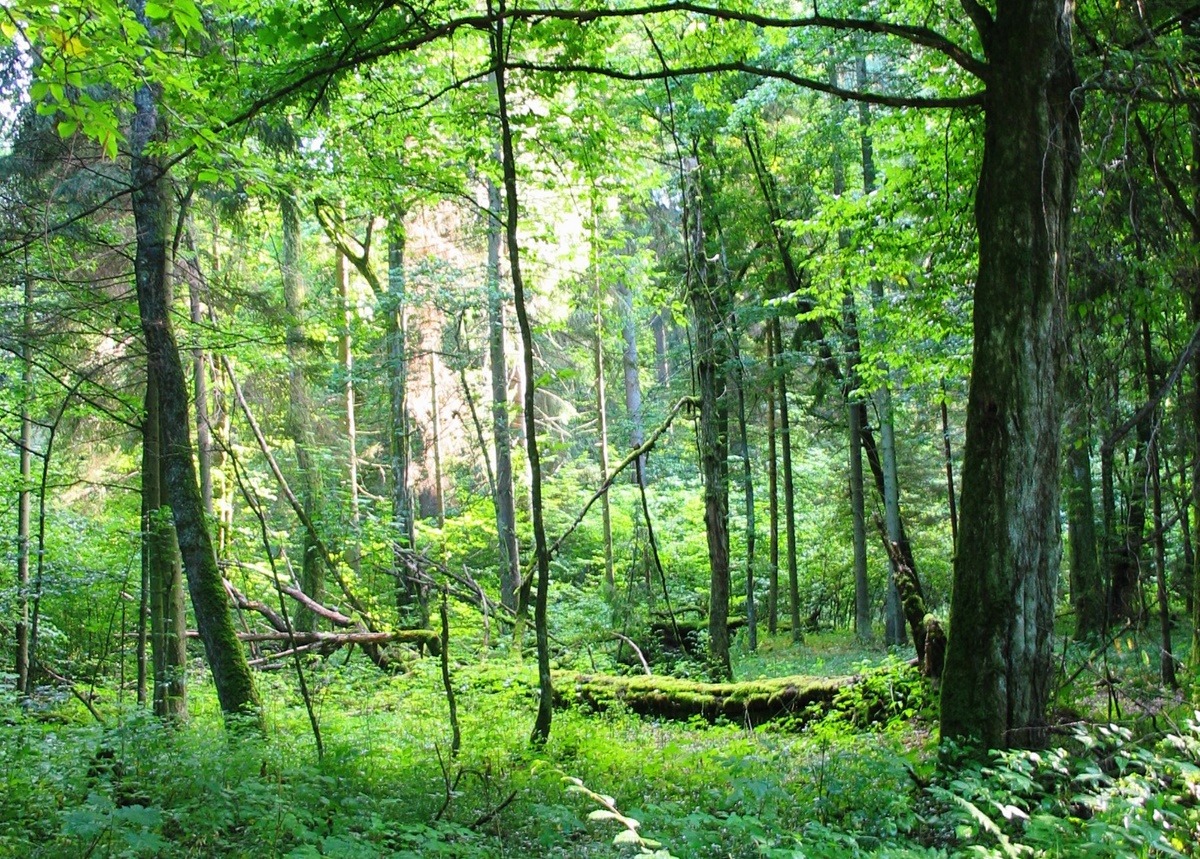 Puszcza Białowieska las Białowieża Park narodowy rezerwat przewrócone drzewa