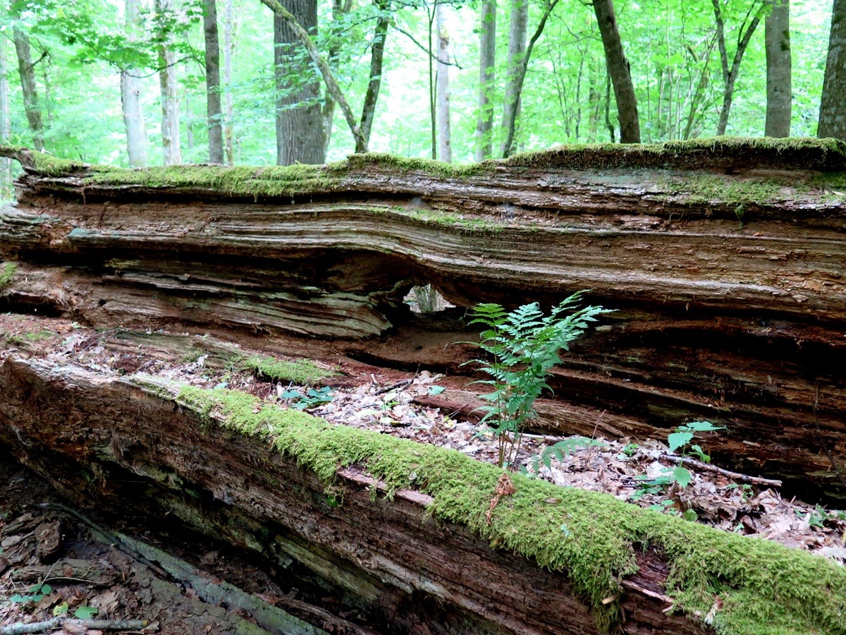 las martwe drewno pień kłoda przewrócone drzewo białowieża