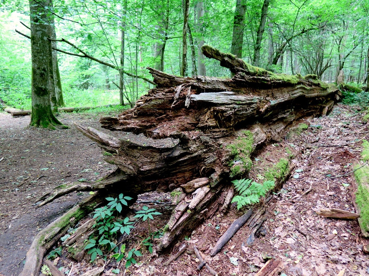 przewrócone drzewo pien martwe drewno w lesie Dąb Jagiełły w rezerwacie okręgu ochrony ścisłej Białowieskiego Parku Narodowego 