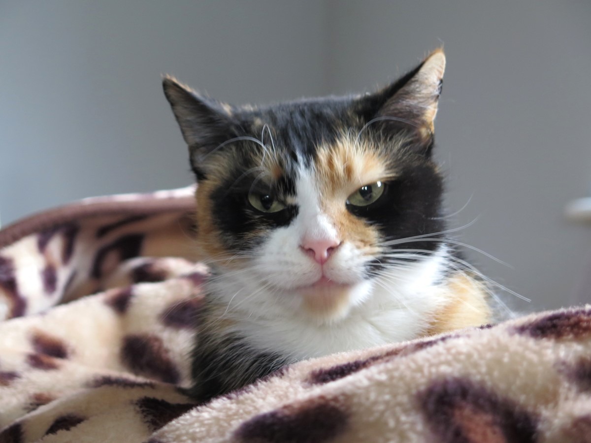 kot Bułka szylkretowy 