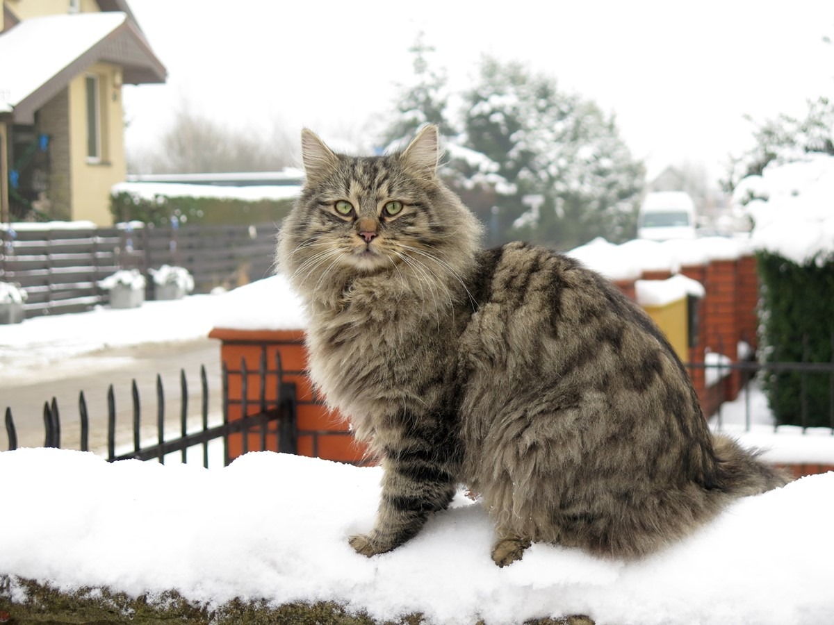 kot norweski leśny szary pręgowany zima śnieg 