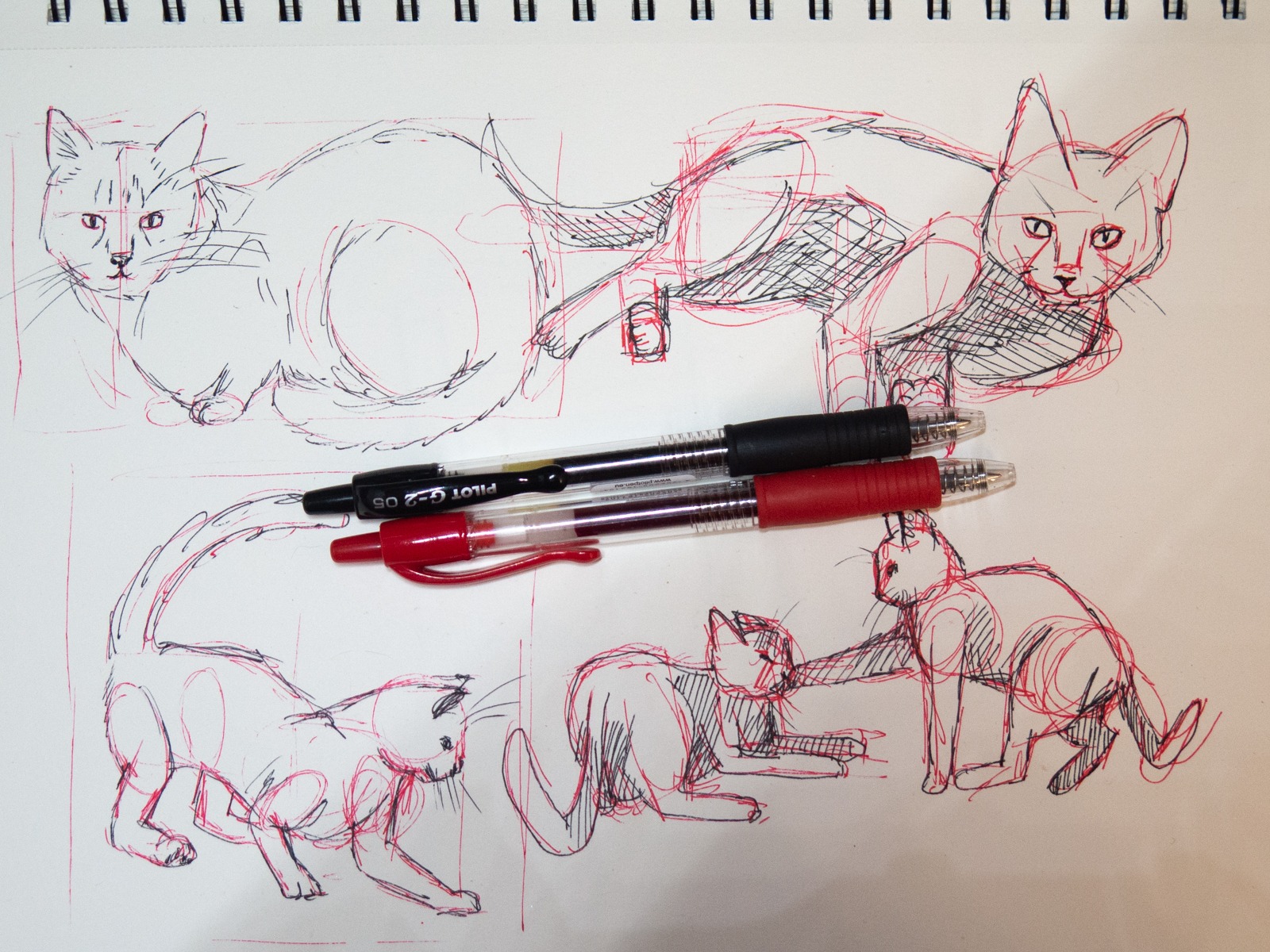 nauka rysowania szkice długopis żelowy pilot g2 rysunek kota bryły proporcje